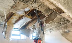 Mold Odor Removal Services in Centerville, OH